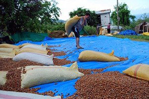 Fındık Üreticileri İki Aydır Umduğunu Bulamıyor