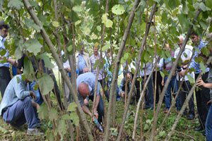 Fındıkta Bilimsel Budama