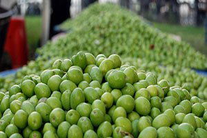 Gaziantep`te Zeytin Üreticisinin Yüzü Gülüyor
