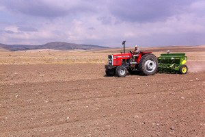 Havza`da Hububat Ekiminde Sona Yaklaşıldı