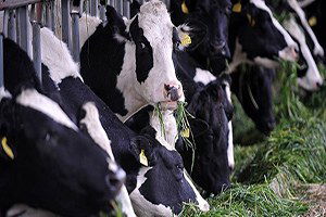 `Türkiye`de Hayvancılıkta Dönüşüm Başladı`