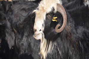 Honamlı Keçisi `Yerli Irk` Olarak Tescillendi