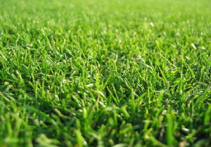 İrlanda Çimlerden Enerji Üretecek