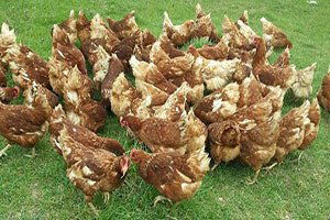 Kanatlı Üreticilerine Satış Yapma İzni