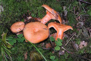 Kanlıca Cuma Pazarına İndi