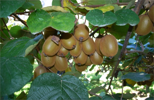 Kivi`de Erken Hasat Uyarısı