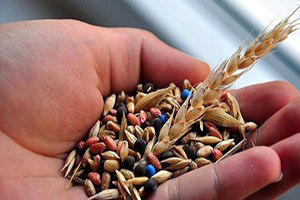 Karaman Ziraat Odası`ndan `Tohum` Uyarısı