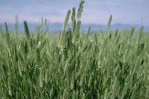 Karapınar`da `Mera Tipi Çok Yıllık Yem Bitkisi Çeşitlerinin Islahı` Projesi