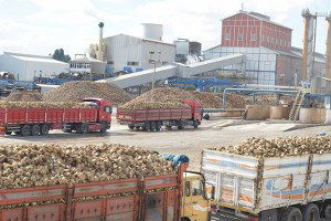 Kayseri Şeker`den Pancar Çiftçisine 55 Milyon Söküm Avansı