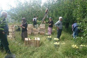 Kazdağlarında Elma İmecesi