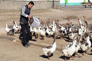 Kazlar Lezzet Düşkünleri İçin Besiye Alındı
