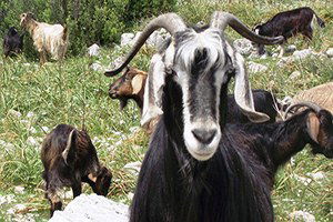 Keçilerin Ormanlara Girişine Denetimli Serbestlik Getirildi