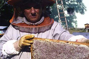 Kestane Balı Üretiminde Tehlike Çanları