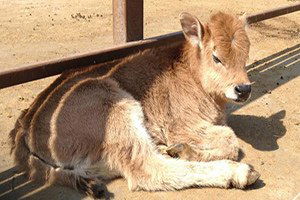 Klon Sığırlar Çoğalıyor