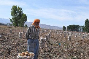 Korkuteli`de Patatesi Dubai`ye Gidecek