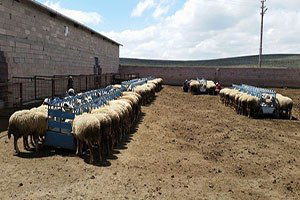 Koyun Ve Keçilerde Verimliliği Artırma Projesi