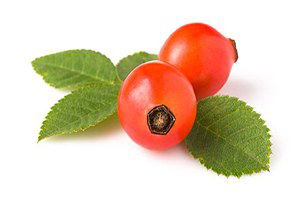 Tosya`da Kuşburnu Pazara İndi