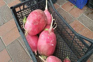 Mahkumların Yetiştirdiği Turplar Görenleri Hayrete Düşürüyor