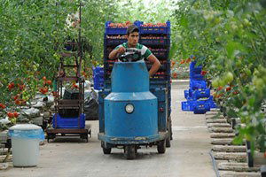 Manavgat`ta Bin 118 Dekar Alanda Topraksız Tarım Yapılıyor