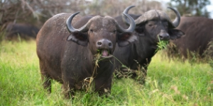 Destek Projeleri Manda Sayısının Artmasına Neden Oldu