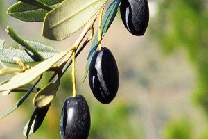 Manisa`da Zeytin Rekoltesinde Yüzde 50 Düşüş Yaşanıyor