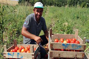 Yozgat`ta Mantarlı Domates Üretimi