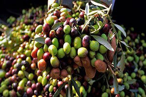 Marmarabirlik`ten Yağlık Zeytine Esnek Fiyat