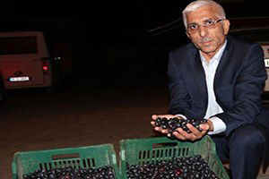 Marmarabirlik Zeytin Alımlarına Başlıyor