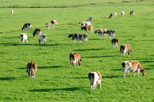 Mera Yönetmeliğinde Değişiklik