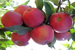 Misket Elması Hasadı