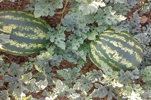 Muş Ovasında Karpuz Bereketi