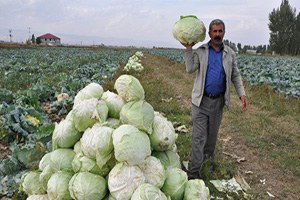 Muş`ta Lahana Hasadı Başladı