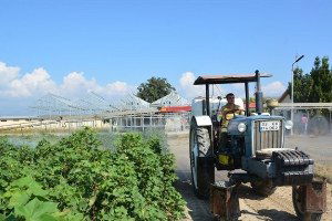 Nazilli`de Pamukta Tarla Günü Yapıldı