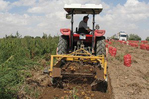 Nevşehir`de Yıllık 250 Bin Ton Patates Üretimi Gerçekleşiyor