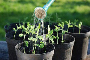 Okul Bahçesinde Organik Tarım