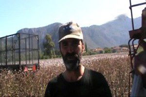 Ortaca`da Pamuk Hasadı Başladı