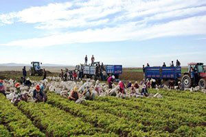 Türkiye`nin Havuç Deposu Beypazarı`nda Hasat Başladı