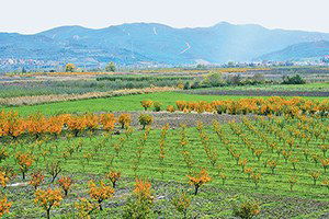 Pamukova`da Meyvemizi Kâğıda Çevirmeyin