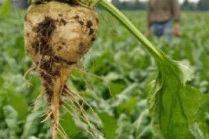 Pancar Avans Ödemesi