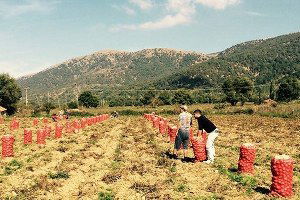Patatesin Kilosu Bu Yıl Ne Kadar?