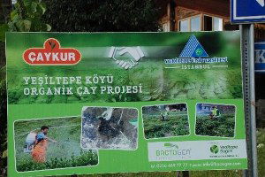 Rize`de Organik Çay Projesi Hemşin`den Sonra Çayeli`de Devam Ediyor