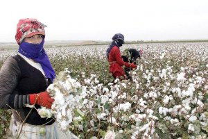 Şanlıurfa`da Pamuk Hasadı Başladı