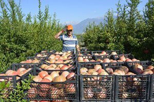 Seydikemer`de Nar Hasatı Başladı