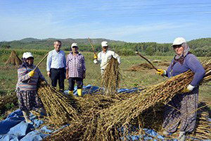 Seydikemer`de Susam Hasatına Başlandı