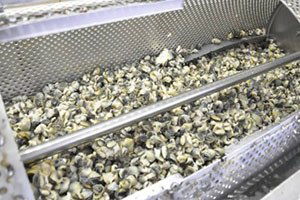 Sinop`tan Uzak Doğu`ya Deniz Salyangozu İhracatı