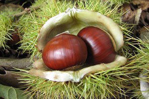 Sinop`ta Kestane Hasadı Başladı