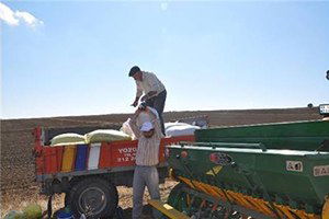 Sorgun`da Hububat Ekimi Başladı