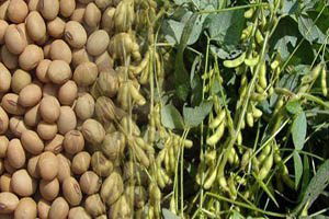 Soyada Tedirgin Hasat