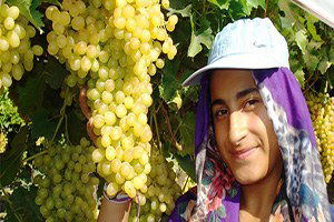 Sultaniye Üzümlerinin Yüzde 65`i İhraç Ediliyor