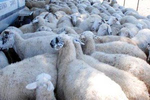 Sürüye Kurt Saldırdı, 46 Hayvan Telef Oldu